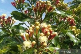 Petani cengkeh minta perlindungan soal aturan kemasan rokok