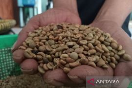 Pemkab Kuningan catat produksi kopi 2024 mencapai 775,8 ton
