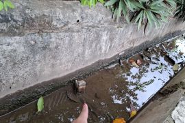 Pemprov Lampung keluarkan SE antisipasi kenaikan kasus DBD