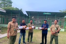 BKSDA amankan empat ekor burung kakaktua Maluku berikut pemiliknya