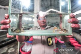 Karantina dukung lalu lintas ikan Botia Jambi ke berbagai daerah