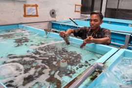 Pengembangan budi daya lobster di Banyuwangi