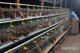 Dinas Pertanian Teluk Wondama prioritaskan budidaya ayam petelur