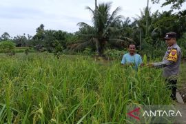 Pemkab Pasaman Barat miliki 41 ton cadangan beras di Bulog