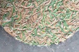 Ribuan warga menangkap "Nyale" di laut Mandalika Lombok Tengah