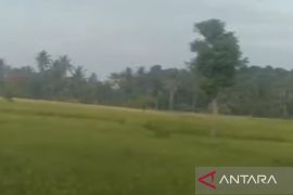 Distan: Mekanisme pembelian pupuk subsidi lebih sederhana