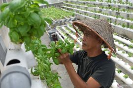 "Urban Farming", solusi berkelanjutan untuk ketahanan pangan perkotaan