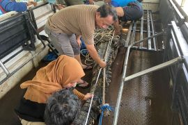 BKSDA Sulsel segera lepasliarkan buaya patahkan tangan kakek di Gowa