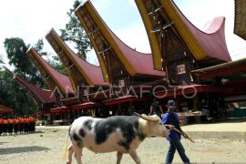 Kerbau Belang Toraja jadi kekayaan intelektual komunal