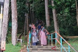 Seorang peziarah Gunung Tidar tewas tertimpa pohon