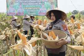 Polda Banten panen raya jagung hibrida dukung ketahanan pangan