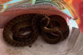 BKSDA Maluku terima penyerahan satwa liar ular pohon coklat dari Damkar Ambon