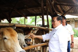 Kasus PMK turun drastis dari 2.412 jadi 182 kasus