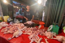 Harga ayam potong di Bengkulu turun jadi Rp30 ribu jelang Ramadhan