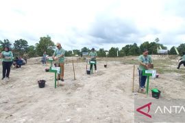 BPDAS Cerucuk maksimalkan penanaman kayu putih pulihkan fungsi hutan dan lahan