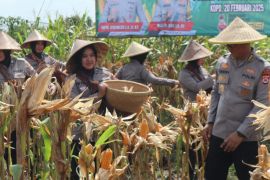 Polisi panen 80 ton jagung dari lahan 10 hektare