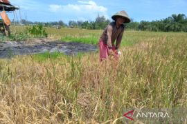 Pemkot Bengkulu targetkan produksi 6 ribu ton beras selama 2025