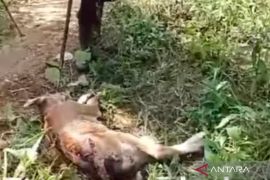 Sapi milik warga Mekar Jaya Mukomuko diduga dimangsa harimau