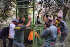 BKSDA pasang perangkap harimau pemangsa sapi di Mukomuko