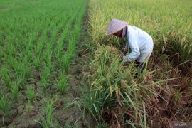 Sawah warisan peradaban yang tak mudah dibangun