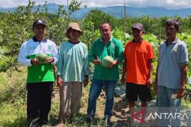 Distan audit ulang 44 sertifikat Prima 3 produk pangan