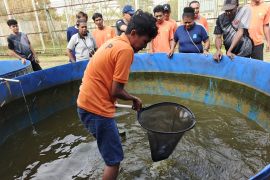 Lapas Timika panen ikan lele hasil budidaya warga binaan