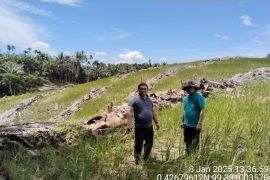 Pemkab Pasaman Barat imbau petani remajakan sawit berumur 25 tahun