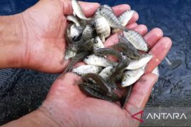 BPPMHKP Ambon maksimalkan 10 layanan pengawasan mutu perikanan jaga kualitas produk