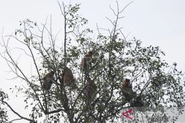 BKSDA Kaltim  garap areal konservasi pada 2025 demi jaga bekantan