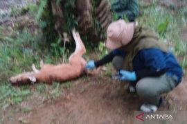 Warga Mukomuko makin waspada terhadap ancaman harimau yang memangsa ternak sapi