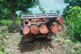 Petugas tangkap enam penebang pohon di Mutis Timau Kupang
