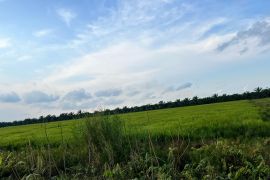 Di Jambi, Bulog serap gabah petani 393 ton setara  beras