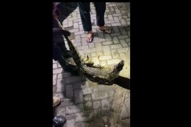 Damkar Pacitan amankan buaya muara dari Sungai Grindulu, segini panjangnya