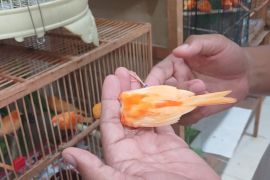 Warga Kediri raup untung budidayakan kenari merah lokal