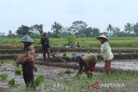 Kuningan menargetkan peningkatan IP padi menjadi empat kali per tahun