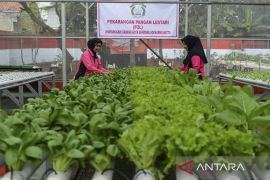 Peluncuran Penguatan Program Pekarangan Pangan Lestari di Tangerang