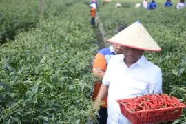 Advetorial -Membangun masa depan gemilang: Kisah sukses sektor pertanian di Sergai