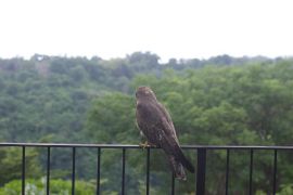 BKSDA Bali lepas liarkan tiga ekor elang paria di Nusa Penida