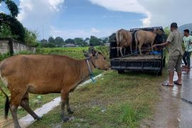 Pemkab Mabar tertibkan sapi liar tingkatkan kenyamanan wisatawan