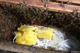 Upaya peternak memberi pakan lebah madu di Kediri