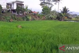 Teknologi tepat guna dongkrak produksi pertanian di Sukabumi
