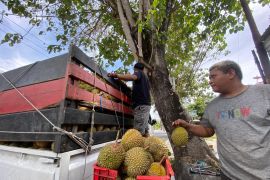 Pedagang durian musiman bermunculan di Gorontalo
