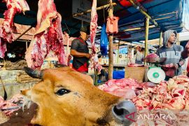 Stok ternak di Aceh Barat 6.532 ekor untuk 'meugang' Ramadhan