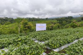 Ditjenpas Jatim: Lapas Kelas I Malang berperan sukseskan ketahanan pangan