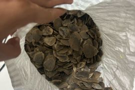 Polresta Jambi gagalkan penjualan 10 kg sisik trenggiling dari Tanjab Timur