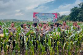 Polda Jambi panen jagung tingkatkan produksi pangan lokal