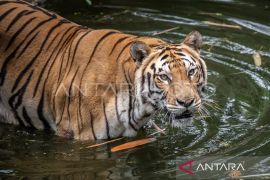 Warga Lampung Barat tewas di kebun diduga dimangsa harimau