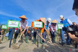 Kansar Pangkalpinang gelar penanaman mangrove peringati HUT ke-53 Basarnas