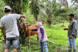 Mukomuko targetkan vaksinasi PMK tuntas sebelum Ramadhan
