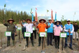 Kansar Pangkalpinang tanam manggrove di Pantai Batu Ampar